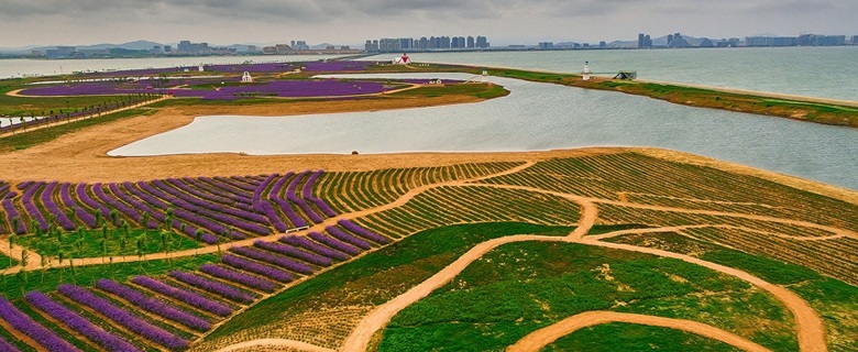 连理岛岛内花海